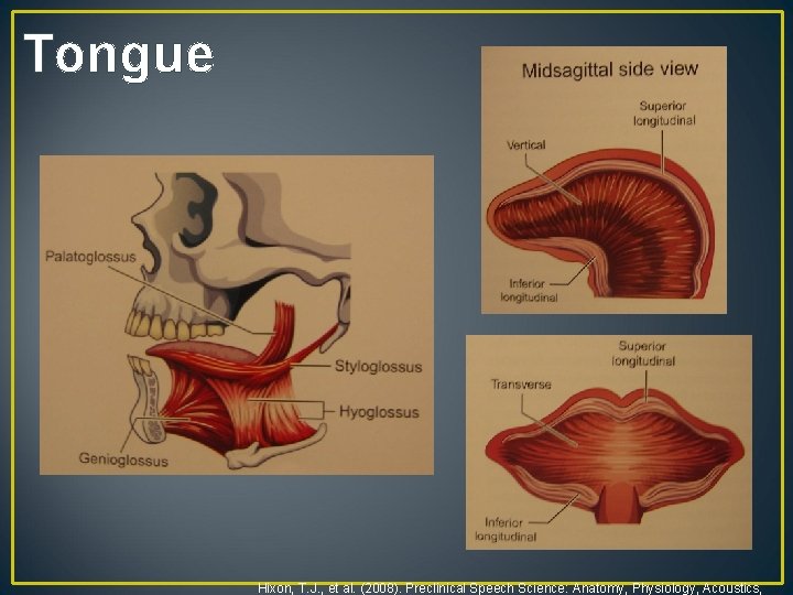 Tongue Hixon, T. J. , et al. (2008). Preclinical Speech Science: Anatomy, Physiology, Acoustics,