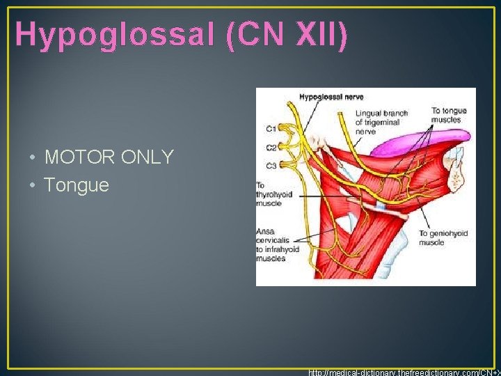 Hypoglossal (CN XII) • MOTOR ONLY • Tongue http: //medical-dictionary. thefreedictionary. com/CN+X 