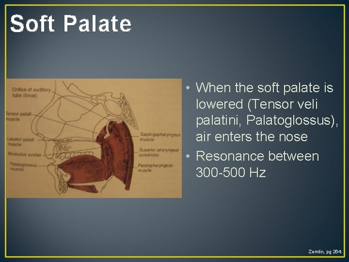 Soft Palate • When the soft palate is lowered (Tensor veli palatini, Palatoglossus), air