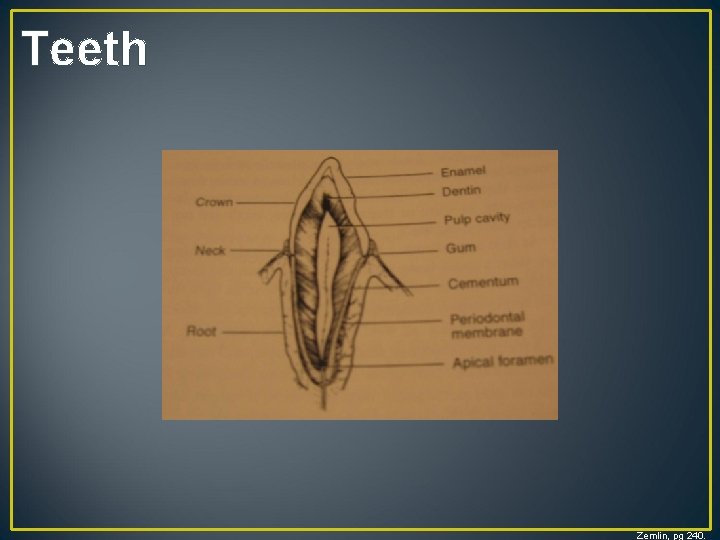 Teeth Zemlin, pg 240. 