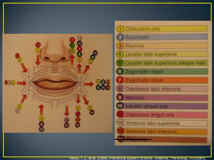 Hixon, T. J. , et al. (2008). Preclinical Speech Science: Anatomy, Physiology, Acoustics, 