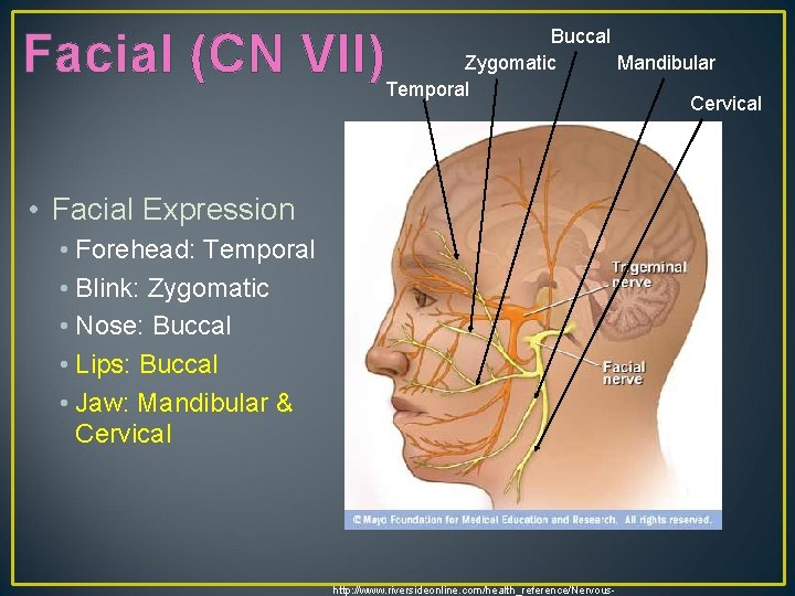 Facial (CN VII) Buccal Zygomatic Mandibular Temporal Cervical • Facial Expression • Forehead: Temporal