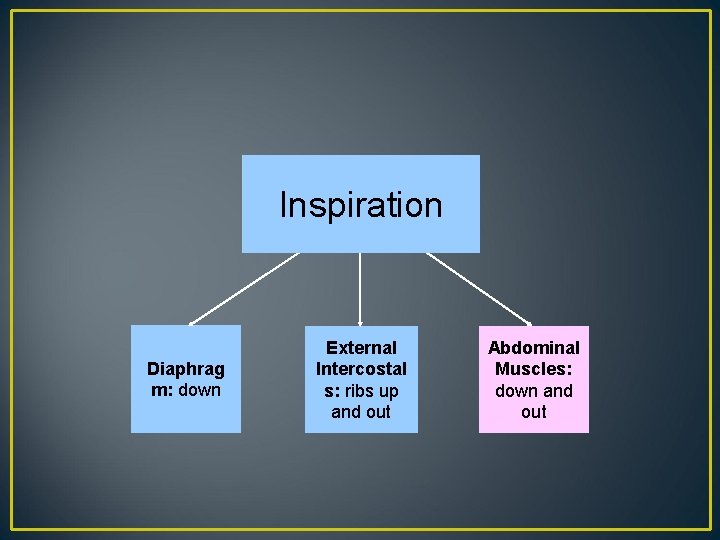 Inspiration Diaphrag m: down External Intercostal s: ribs up and out Abdominal Muscles: down