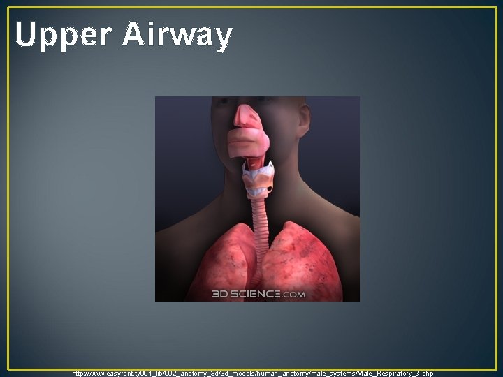 Upper Airway http: //www. easyrent. tj/001_lib/002_anatomy_3 d/3 d_models/human_anatomy/male_systems/Male_Respiratory_3. php 