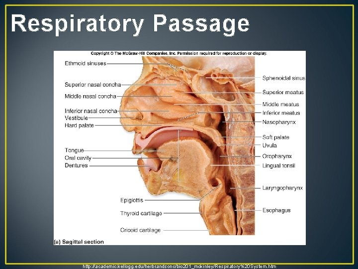 Respiratory Passage http: //academic. kellogg. edu/herbrandsonc/bio 201_mckinley/Respiratory%20 System. htm 