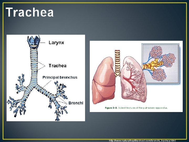 Trachea http: //www. naturalhealthschool. com/bronchi_trachea. html 