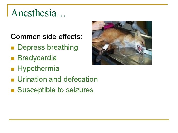 Anesthesia… Common side effects: n Depress breathing n Bradycardia n Hypothermia n Urination and
