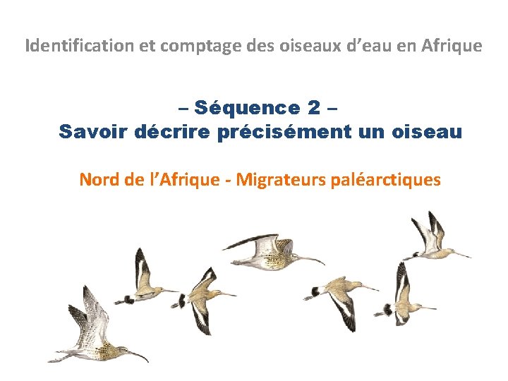 Identification et comptage des oiseaux d’eau en Afrique – Séquence 2 – Savoir décrire
