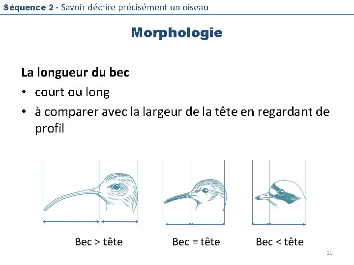 Séquence 2 - Savoir décrire précisément un oiseau Morphologie La longueur du bec •