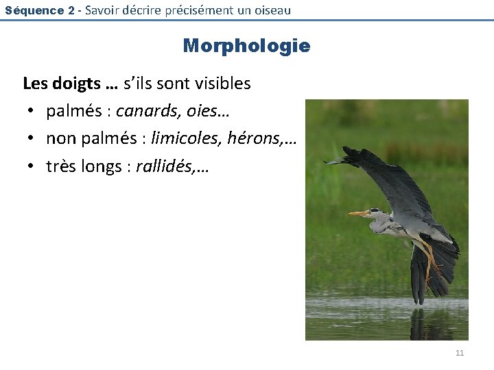 Séquence 2 - Savoir décrire précisément un oiseau Morphologie Les doigts … s’ils sont