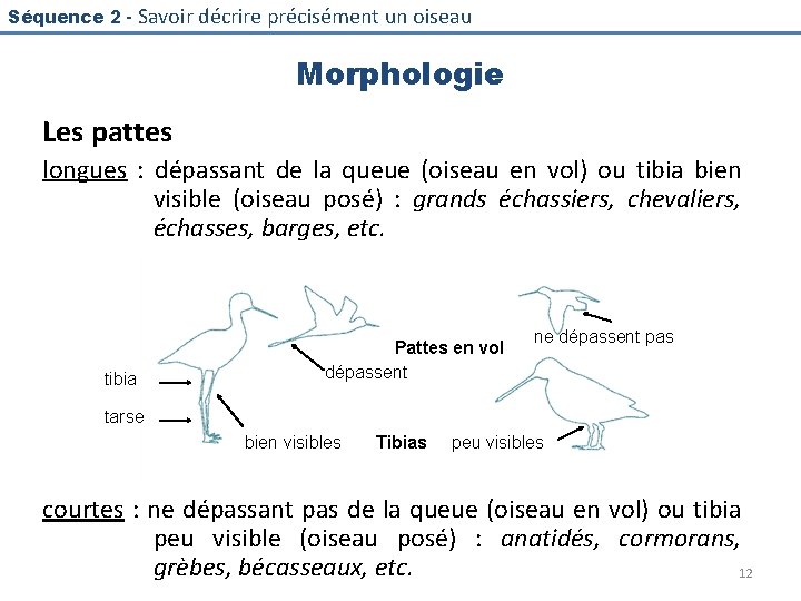 Séquence 2 - Savoir décrire précisément un oiseau Morphologie Les pattes longues : dépassant