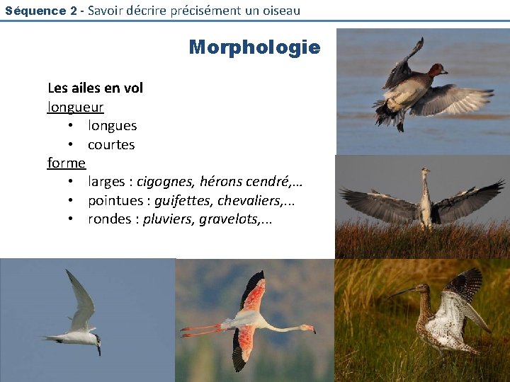 Séquence 2 - Savoir décrire précisément un oiseau Morphologie Les ailes en vol longueur