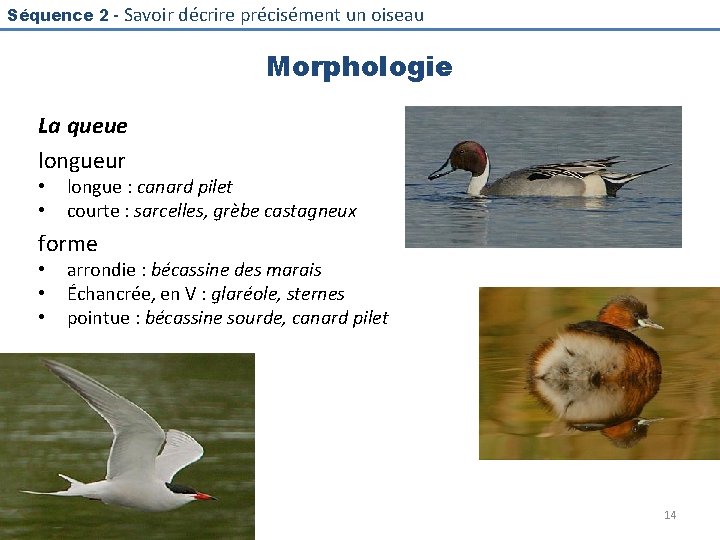 Séquence 2 - Savoir décrire précisément un oiseau Morphologie La queue longueur • •