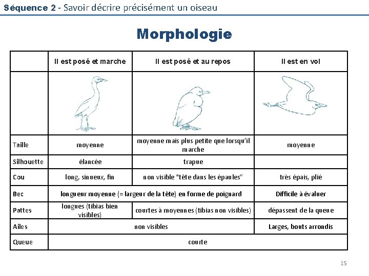 Séquence 2 - Savoir décrire précisément un oiseau Morphologie Taille Silhouette Cou Il est