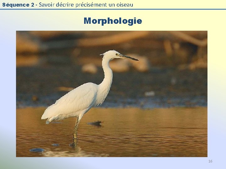 Séquence 2 - Savoir décrire précisément un oiseau Morphologie 16 