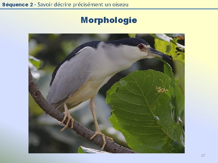 Séquence 2 - Savoir décrire précisément un oiseau Morphologie 17 