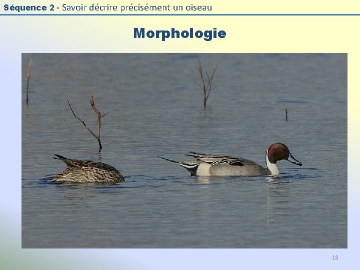 Séquence 2 - Savoir décrire précisément un oiseau Morphologie 18 