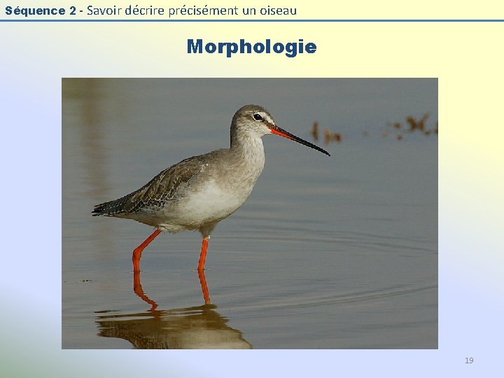 Séquence 2 - Savoir décrire précisément un oiseau Morphologie 19 