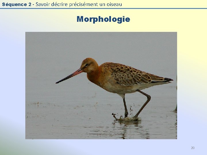 Séquence 2 - Savoir décrire précisément un oiseau Morphologie 20 