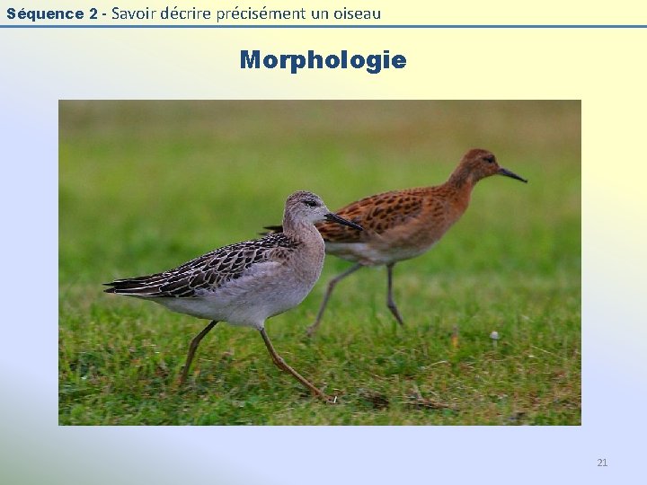 Séquence 2 - Savoir décrire précisément un oiseau Morphologie 21 