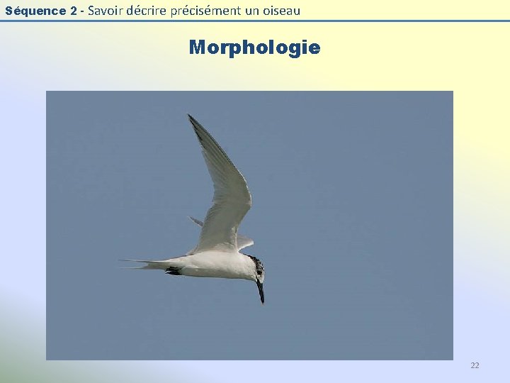 Séquence 2 - Savoir décrire précisément un oiseau Morphologie 22 