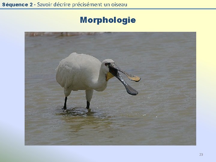 Séquence 2 - Savoir décrire précisément un oiseau Morphologie 23 