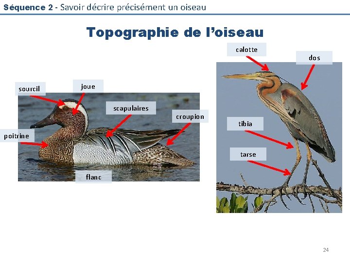 Séquence 2 - Savoir décrire précisément un oiseau Topographie de l’oiseau calotte sourcil dos