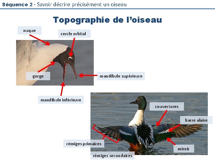 Séquence 2 - Savoir décrire précisément un oiseau Topographie de l’oiseau nuque cercle orbital