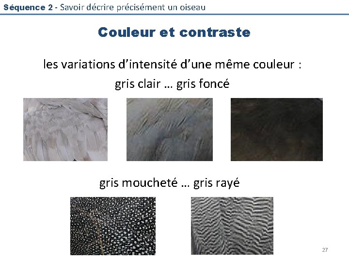 Séquence 2 - Savoir décrire précisément un oiseau Couleur et contraste les variations d’intensité