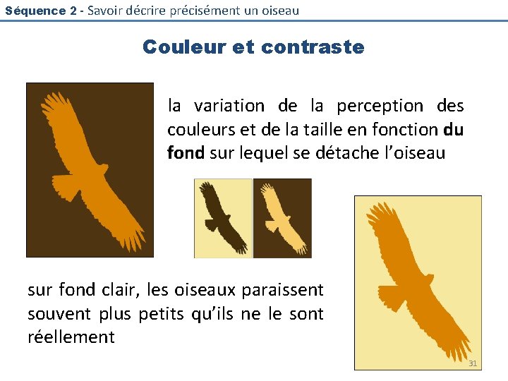 Séquence 2 - Savoir décrire précisément un oiseau Couleur et contraste la variation de