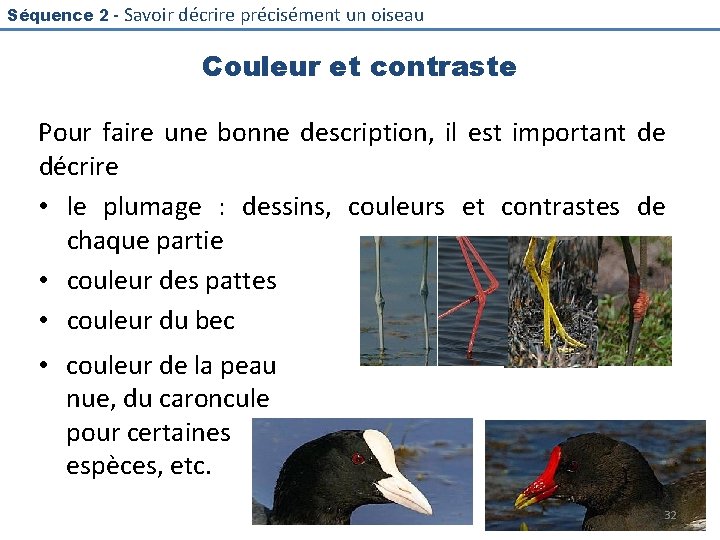 Séquence 2 - Savoir décrire précisément un oiseau Couleur et contraste Pour faire une