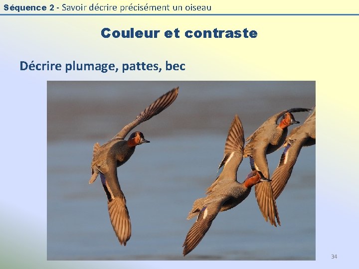 Séquence 2 - Savoir décrire précisément un oiseau Couleur et contraste Décrire plumage, pattes,