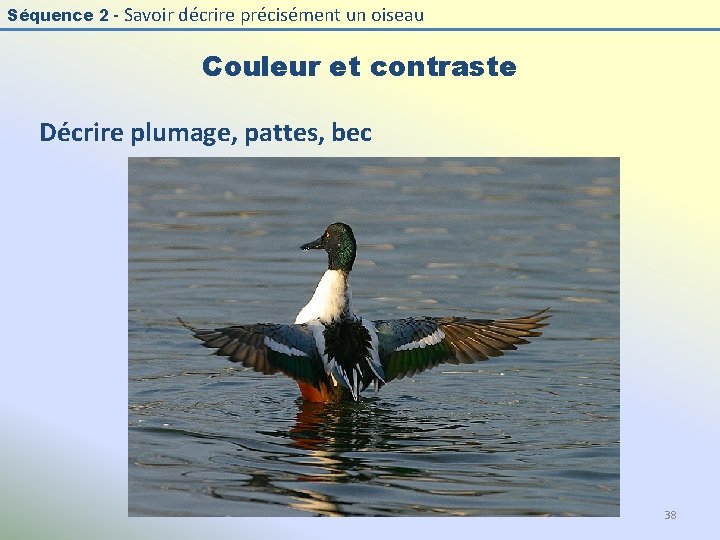 Séquence 2 - Savoir décrire précisément un oiseau Couleur et contraste Décrire plumage, pattes,