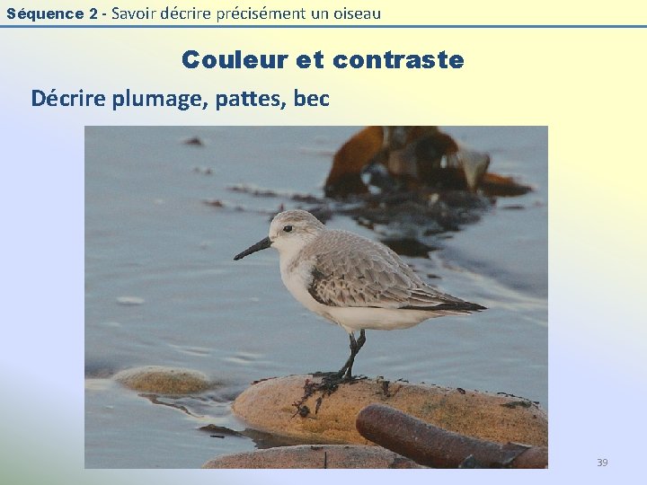 Séquence 2 - Savoir décrire précisément un oiseau Couleur et contraste Décrire plumage, pattes,