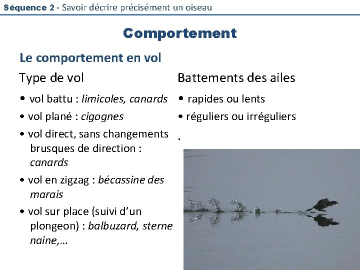 Séquence 2 - Savoir décrire précisément un oiseau Comportement Le comportement en vol Type