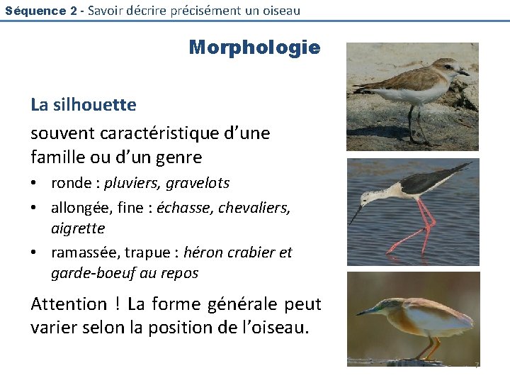Séquence 2 - Savoir décrire précisément un oiseau Morphologie La silhouette souvent caractéristique d’une
