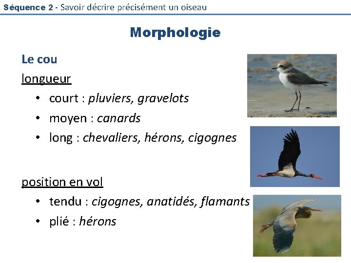 Séquence 2 - Savoir décrire précisément un oiseau Morphologie Le cou longueur • court