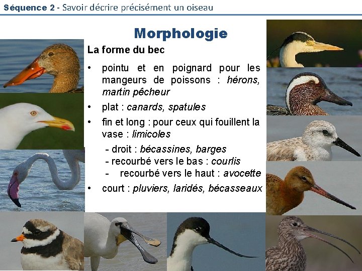 Séquence 2 - Savoir décrire précisément un oiseau Morphologie La forme du bec •