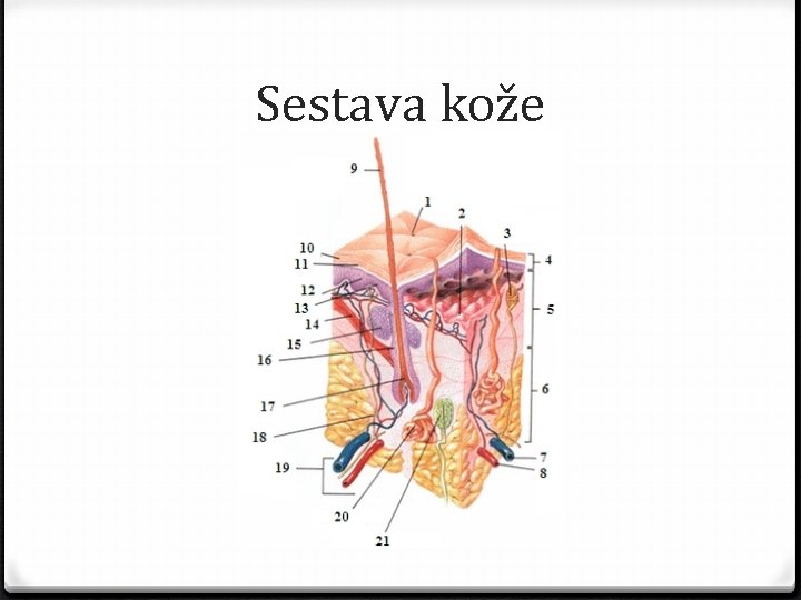 Sestava kože 