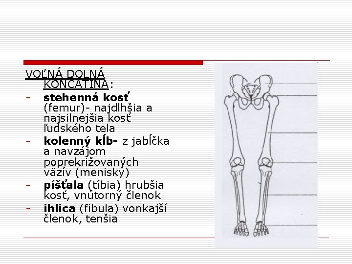 VOĽNÁ DOLNÁ KONČATINA: - stehenná kosť (femur)- najdlhšia a najsilnejšia kosť ľudského tela -