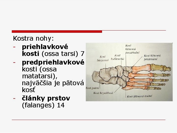 Kostra nohy: - priehlavkové kosti (ossa tarsi) 7 - predpriehlavkové kosti (ossa matatarsi), najväčšia