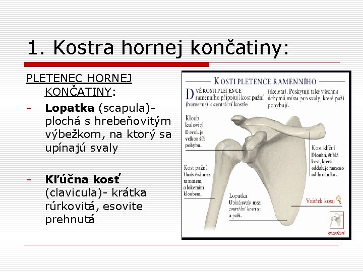 1. Kostra hornej končatiny: PLETENEC HORNEJ KONČATINY: - Lopatka (scapula)- plochá s hrebeňovitým výbežkom,