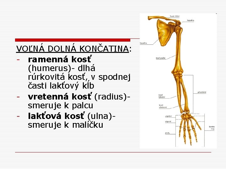 VOĽNÁ DOLNÁ KONČATINA: - ramenná kosť (humerus)- dlhá rúrkovitá kosť, v spodnej časti lakťový