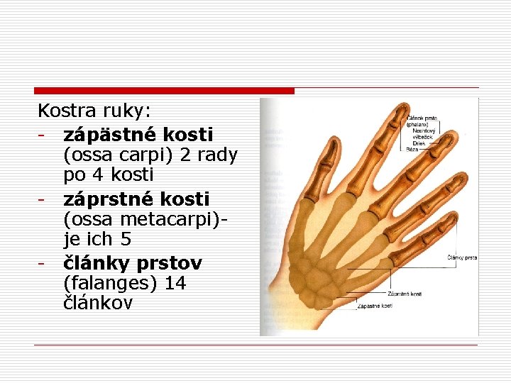 Kostra ruky: - zápästné kosti (ossa carpi) 2 rady po 4 kosti - záprstné