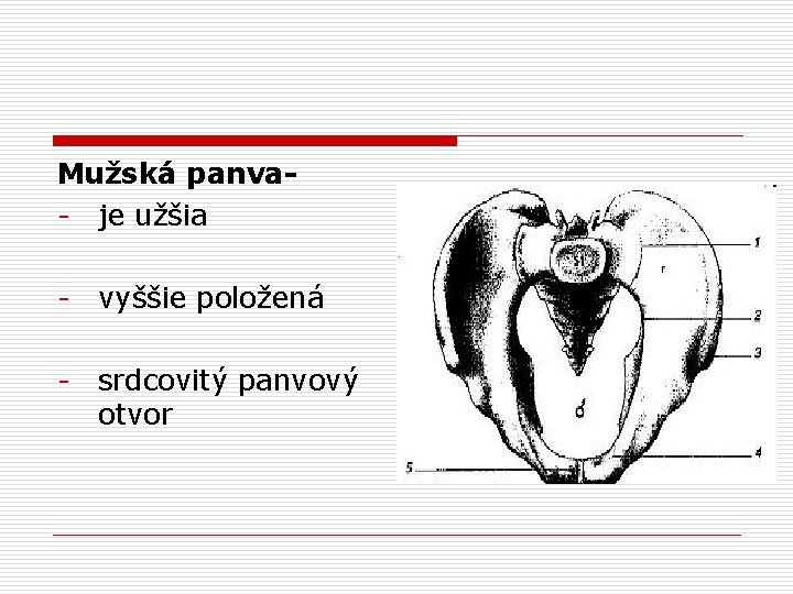 Mužská panva- je užšia - vyššie položená - srdcovitý panvový otvor 