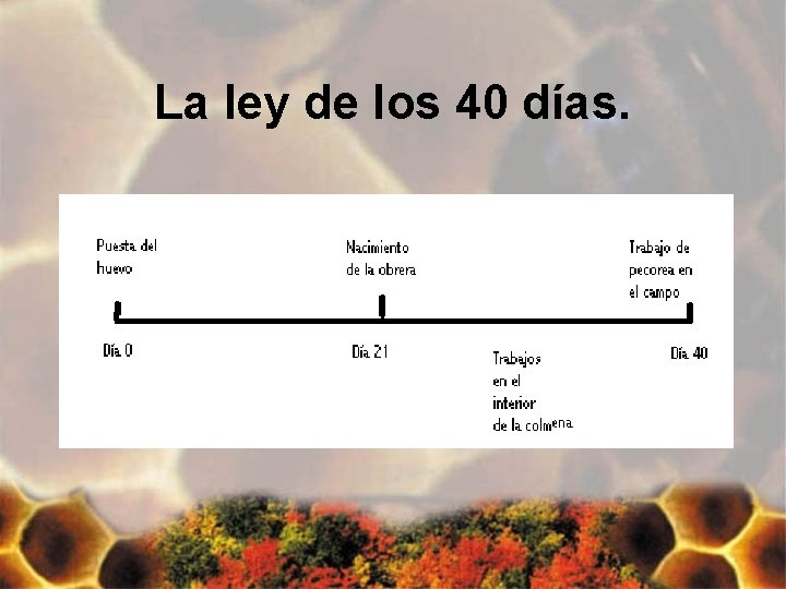 La ley de los 40 días. 