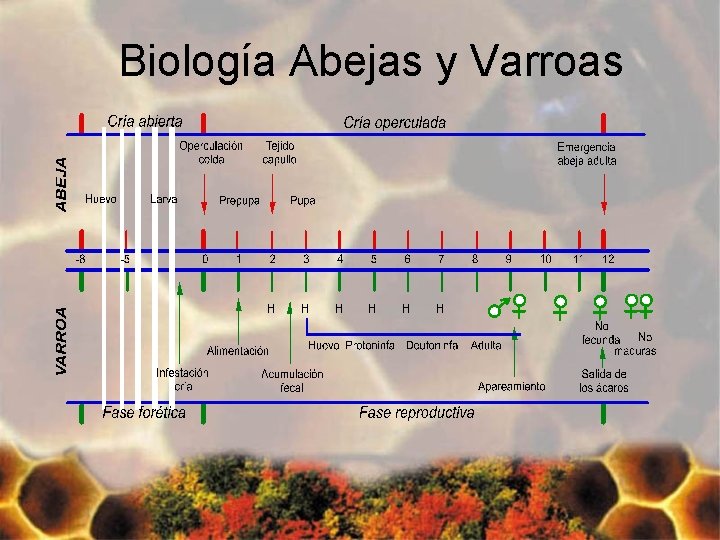 Biología Abejas y Varroas 