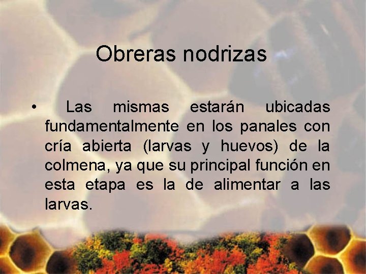 Obreras nodrizas • Las mismas estarán ubicadas fundamentalmente en los panales con cría abierta