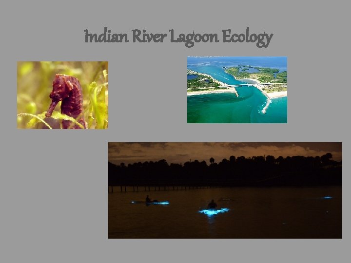 Indian River Lagoon Ecology Indian River Lagoon Ecology