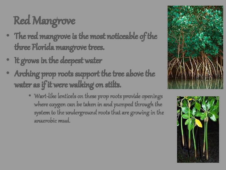 Red Mangrove • The red mangrove is the most noticeable of the three Florida Red Mangrove • The red mangrove is the most noticeable of the three Florida